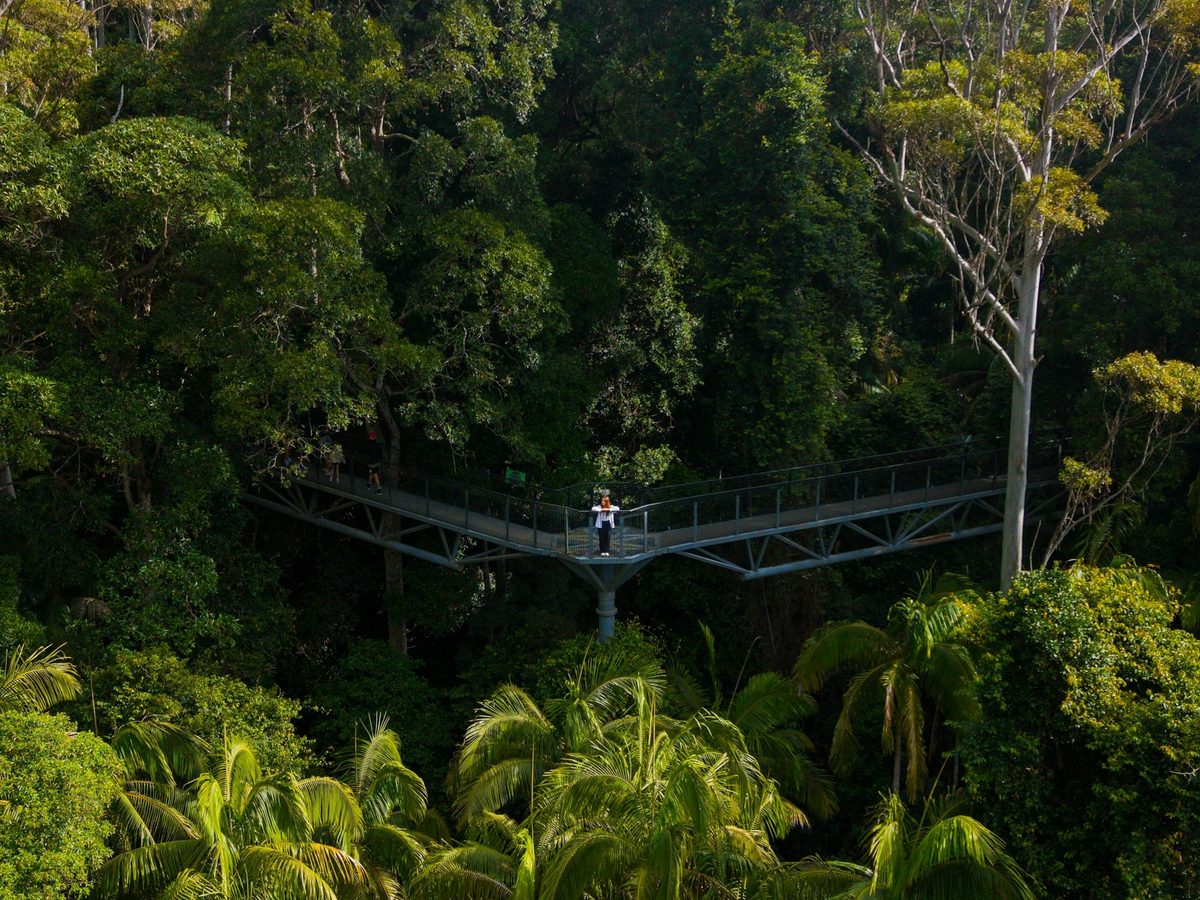 A treetop walkway through the rainforest canopy on Tamborine Mountain