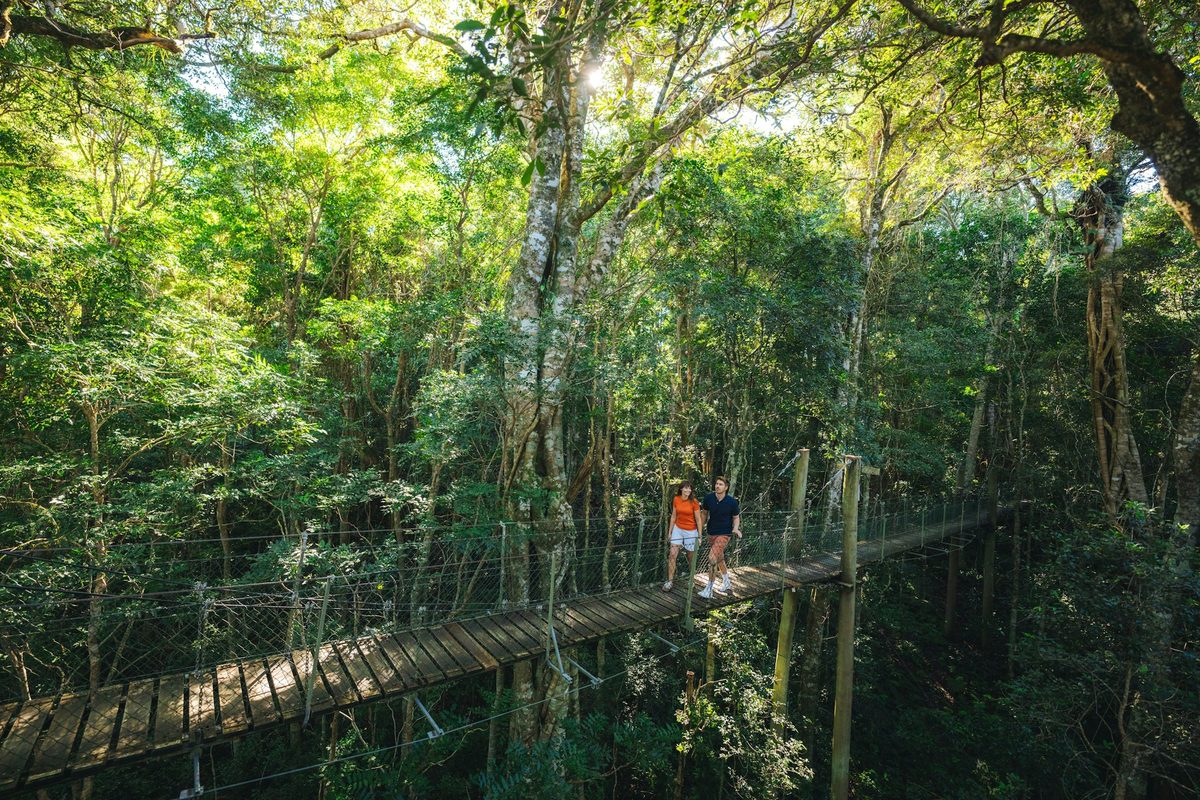 A suspension bridge through the rainforest canopy in Lamington National Park