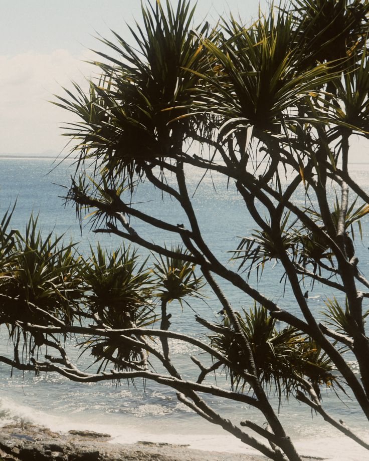 Pandanus palms leaning over a calm, sunlit sea