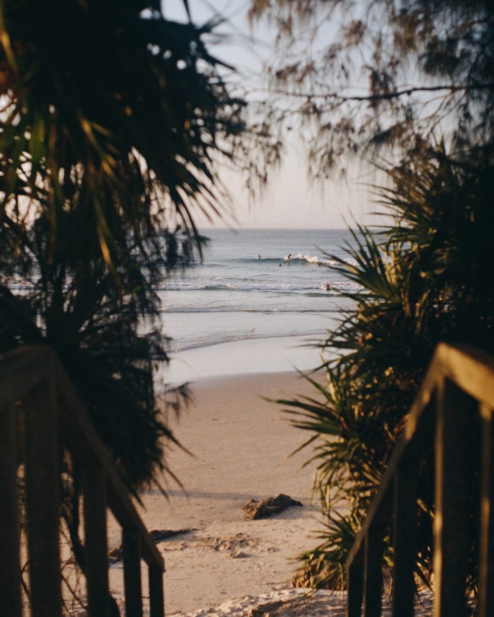 Surfers off a Byron Bay beach, seen through pandanus palms