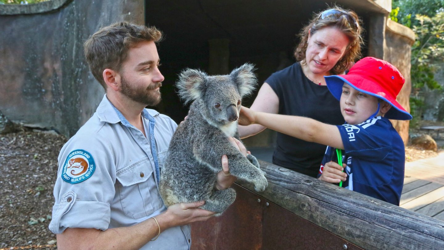 A ranger holding a koala for a family at David Fleay Wildlife Park