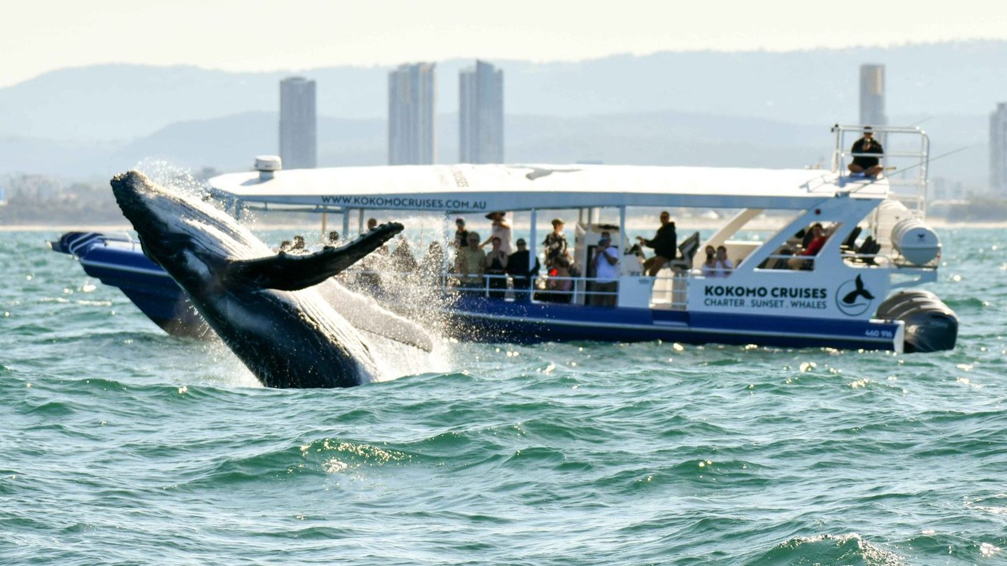 A humpback whale breaching beside a Kokomo boat