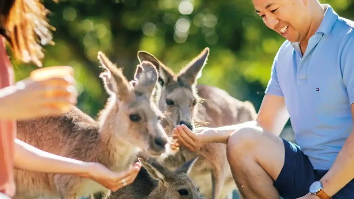 A visitor hand-feeding kangaroos at Currumbin Wildlife Sanctuary
