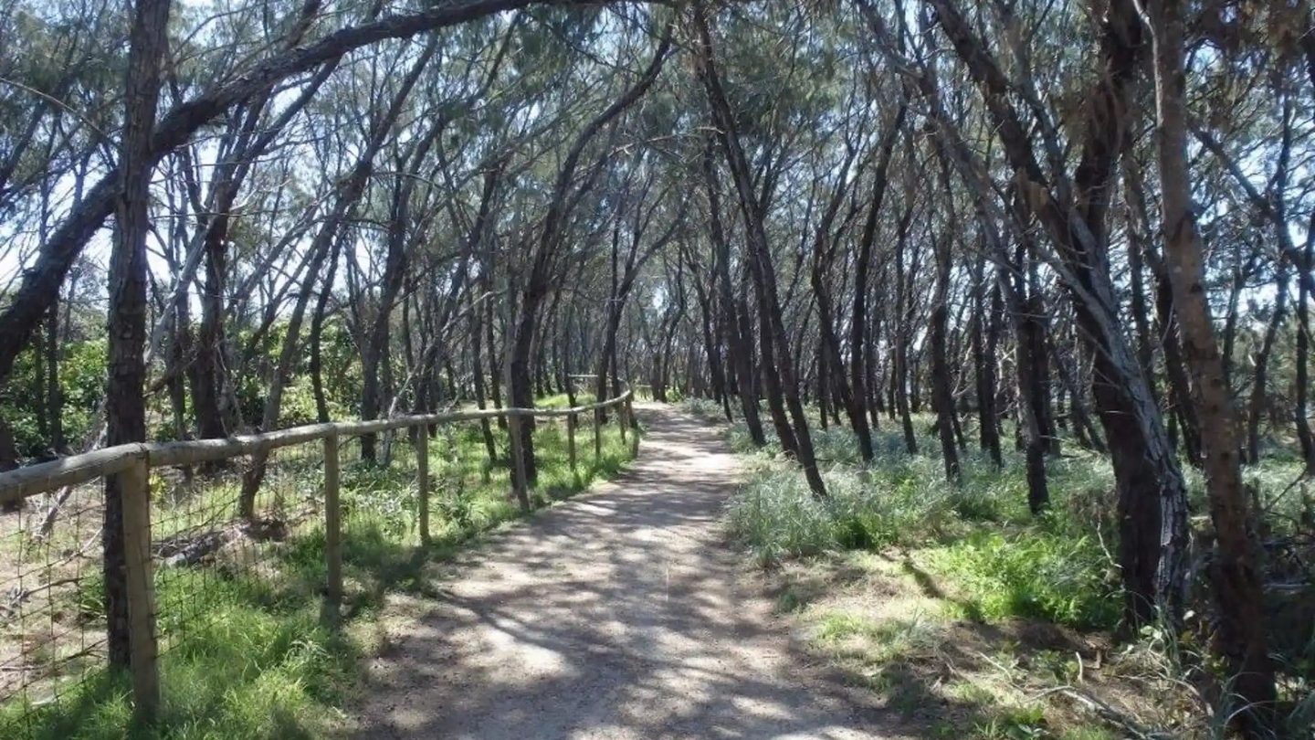 The Federation Walk path through coastal forest