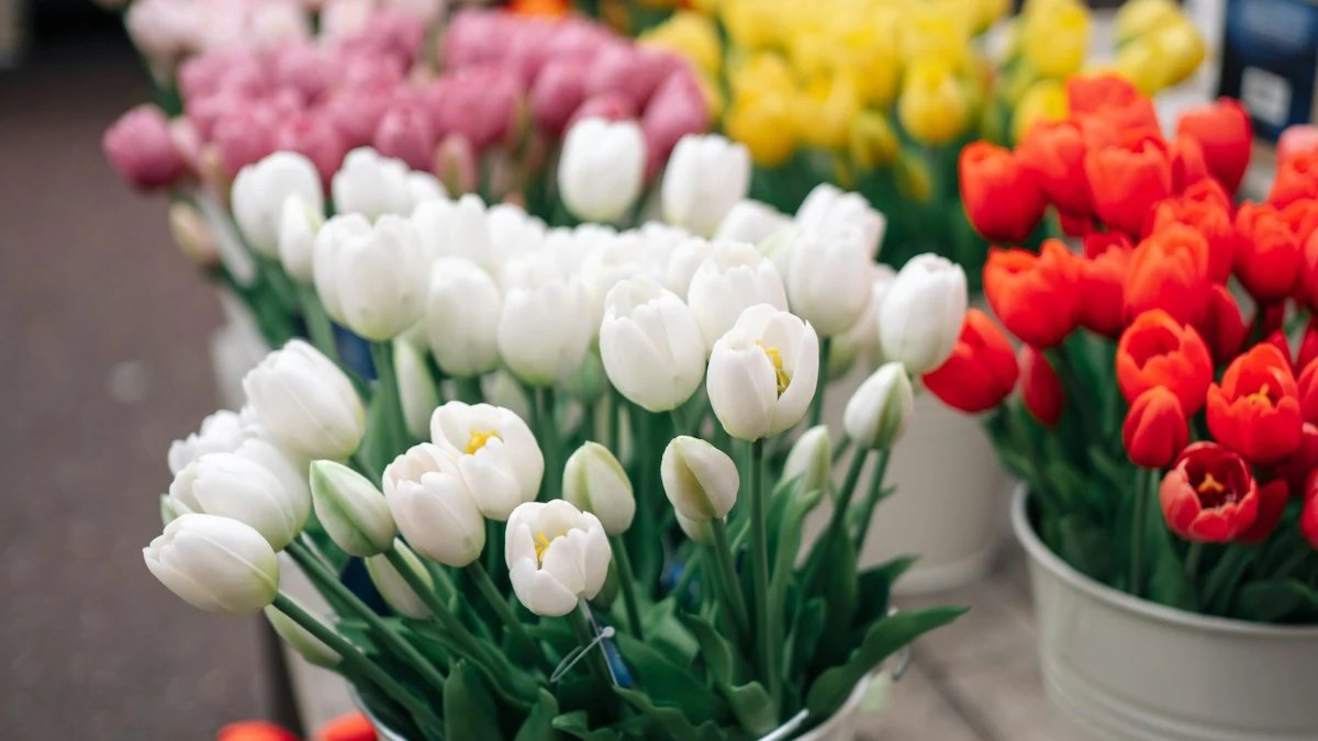 Buckets of fresh tulips for sale