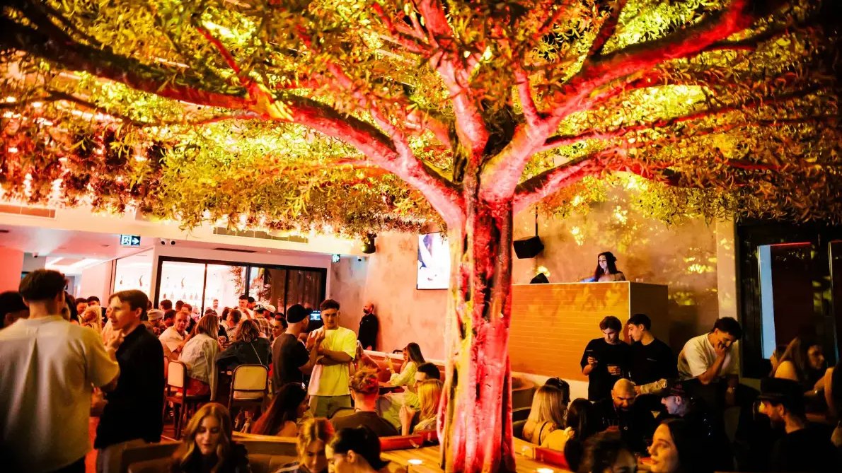 A crowd under the lit fig tree canopy at JuJu
